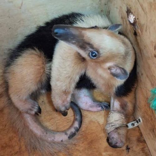 Jaguatirica e tamanduá-mirim reabilitados serão devolvidos à natureza em Cajuru nesta quinta-feira