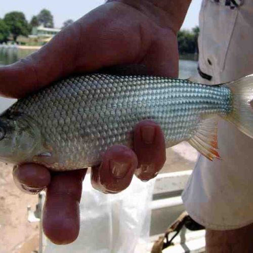 Clube de Campo promove repovoamento de peixes no lago