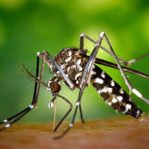 Índice de infestação do mosquito da dengue está alto e cuidados devem ser redobrados