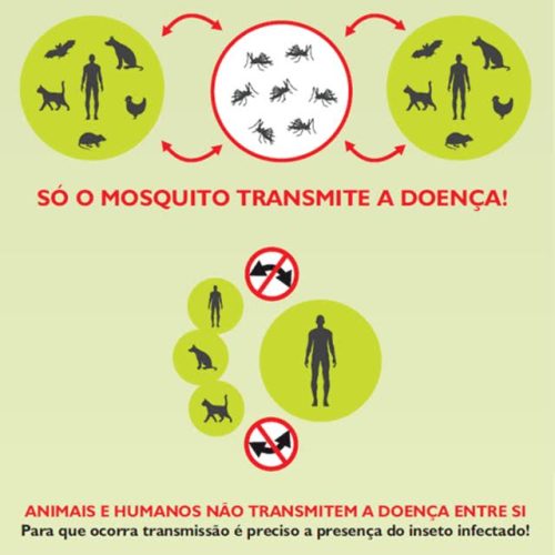 Semana de Prevenção da Leishmaniose Visceral acontece de 6 a 12 de agosto