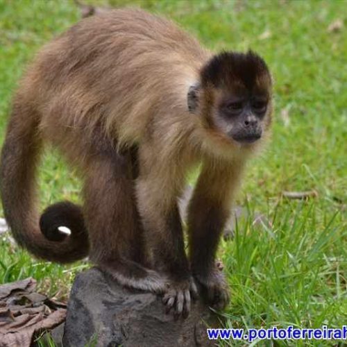 Comunidade científica alerta para mortandade de macacos por causa da febre amarela