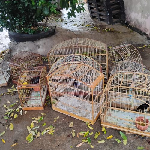 Homem é multado em R$ 42 mil por manter aves silvestres em cativeiro e maus-tratos em Pirassununga