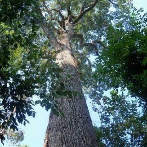 Dia 29 de maio comemora-se o Dia do Geógrafo e dia 30 o do Geólogo
