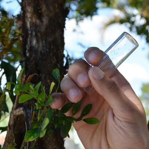 Fundecitrus atinge liberação de um milhão de vespinhas Tamarixia radiata