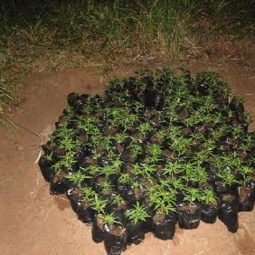 Denúncia anônima leva PM de Descalvado a apreender cerca de 150 pés de maconha em área rural