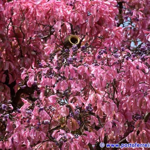 As admiráveis castanheiras cor-de-rosa da Estância Climática de Santa Rita do Passa Quatro