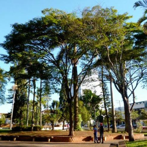 Divisão de Meio Ambiente faz Feira da Barganha e plantio de mudas na Semana da Árvore