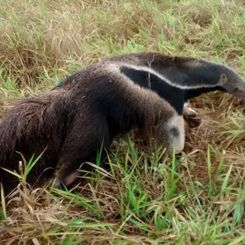 Tamanduá-bandeira é solto no Parque Estadual Vassununga