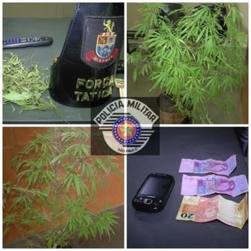 PM encontra pé de maconha na sacada de casa na Vila Maria