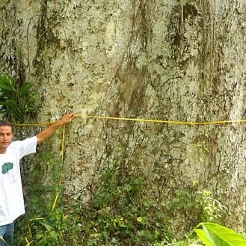 Encontrado um novo jequitibá-rosa gigante