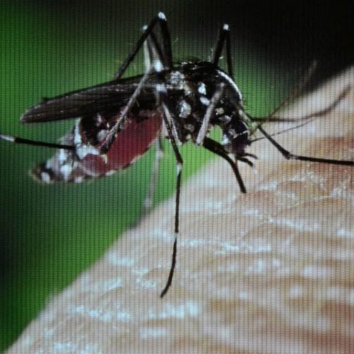 Exército Brasileiro participa do esforço de combate ao mosquito Aedes aegypti