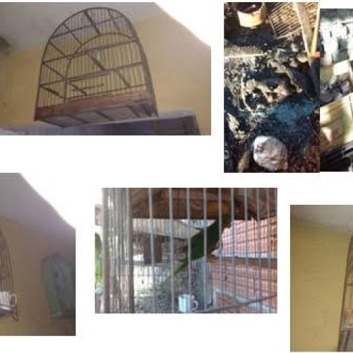GCM atende ocorrência de incêndio e encontra pássaros silvestres presos em gaiolas