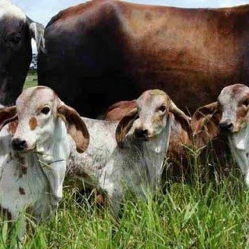 Segunda etapa da campanha contra febre aftosa termina dia 30