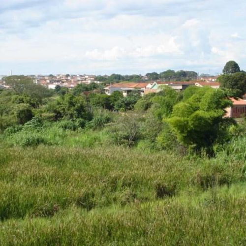 A importância da arborização urbana