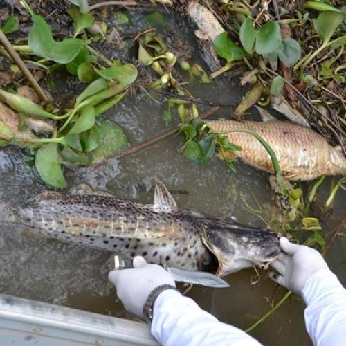 Rio Mogi Guaçu: Impacto ambiental provoca a 3ª maior mortandade da história