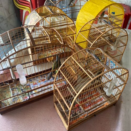 Polícia Ambiental aplica multa de R$ 9 mil por manutenção irregular de aves nativas