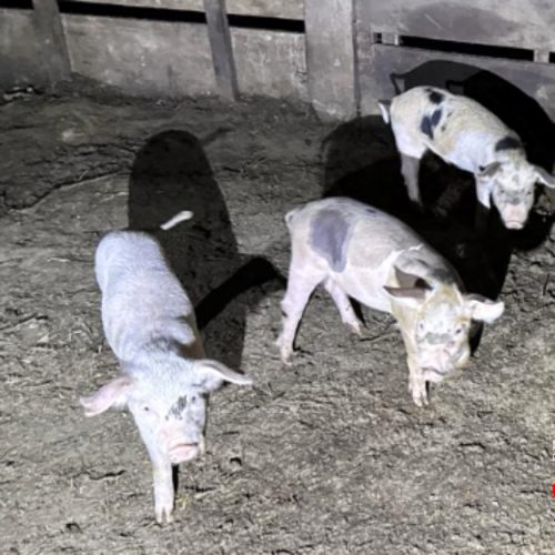 Divisão de Meio Ambiente de Porto Ferreira notifica proprietário por abate irregular de animais