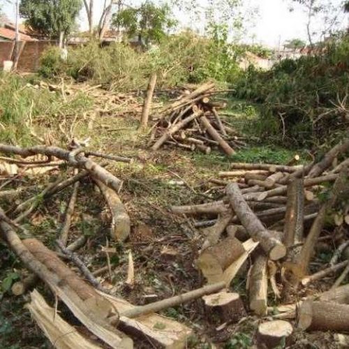 Fiscalização de Posturas e Polícia Ambiental autuam infratores por corte ilegal