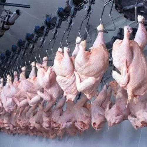 Restrições na exportação de frango pode baratear a carne no mercado brasileiro