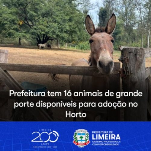 Prefeitura de Limeira (SP) disponibiliza 16 animais de grande porte para adoção