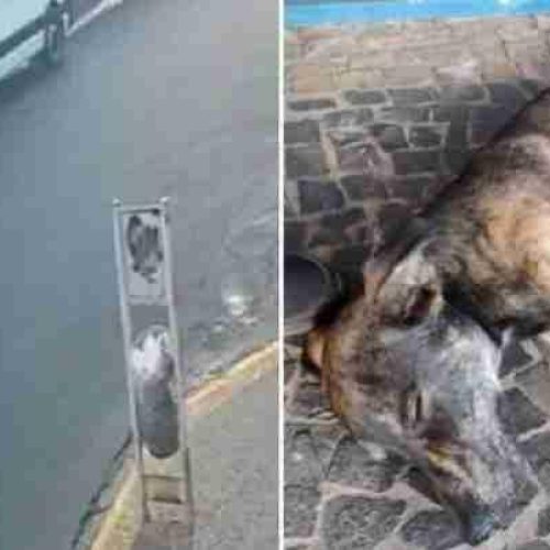Santa Rita do Passa Quatro: motociclista em ato imprudente atropela cachorro em alta velocidade: