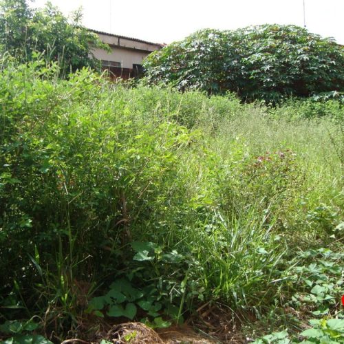 Fiscalização intensifica ações contra terrenos sujos e mato alto em Porto Ferreira