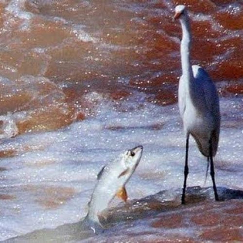 Período da Piracema: pesca está proibida até 28 de fevereiro de 2016