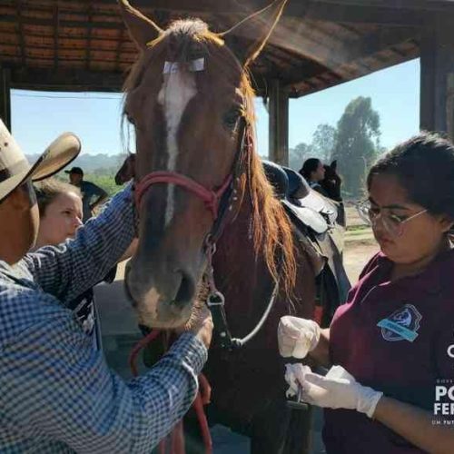 Zoonoses de Porto Ferreira oferecerá vacinação antirrábica para animais de grande porte na segunda