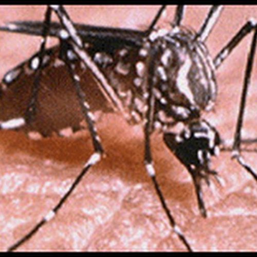 Controle de Vetores faz ações de prevenção contra a dengue