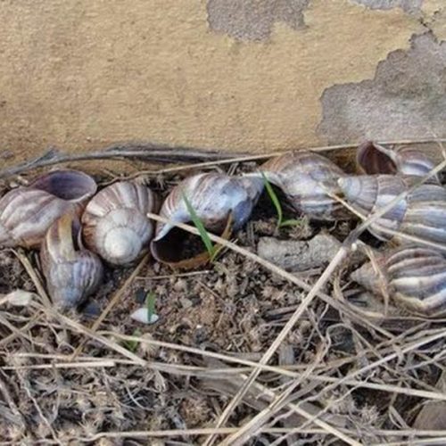 Controle de Vetores orienta sobre infestação de caramujos