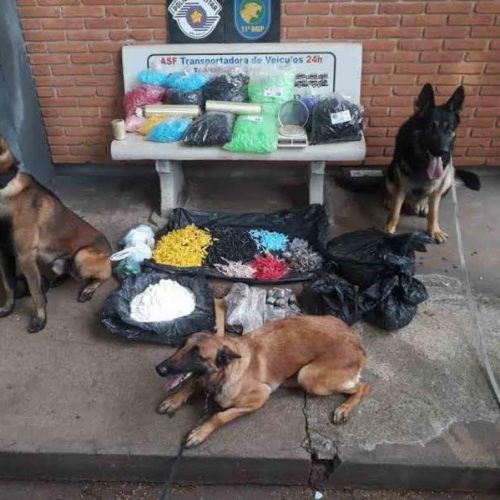 Polícia Militar e o Canil do BAEP realizam operação combate às drogas em Porto Ferreira