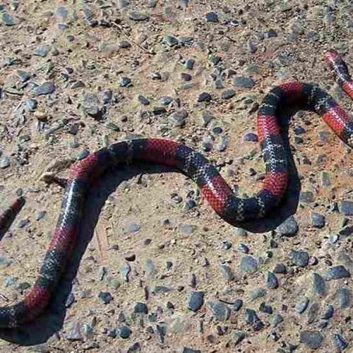 Butantan faz alerta para acidentes com animais peçonhentos no calor