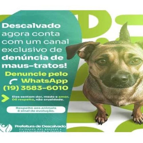 Descalvado: prefeitura lança canal para receber denúncia de abandono e maus-tratos