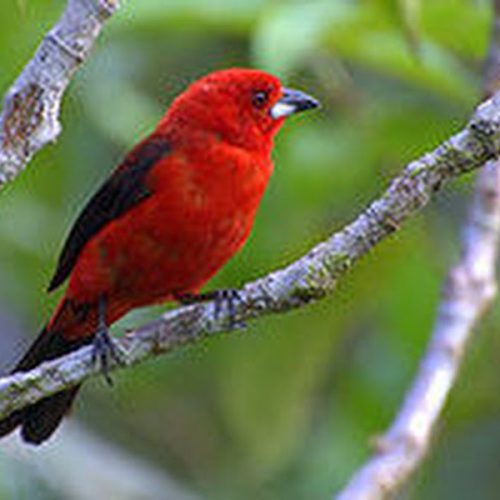 Tiê-sangue, uma das mais belas aves do mundo, foi encontrada em Porto Ferreira
