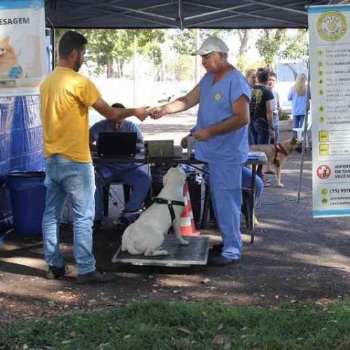 Porto Ferreira terá mais 500 vagas para castração gratuita de cães e gatos; inscrições até 26/08