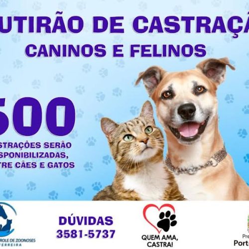 Zoonoses abre inscrições para castração gratuita de cães e gatos no município de Porto Ferreira