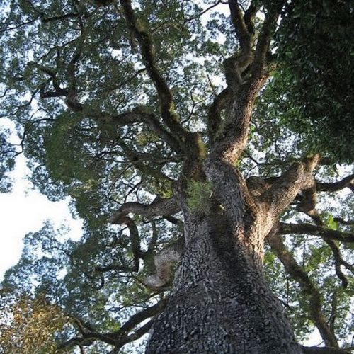 Parque Estadual de Vassununga tem a árvore mais antiga do país