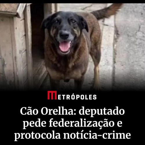Deputado pede federalização de investigação sobre morte do cão Orelha