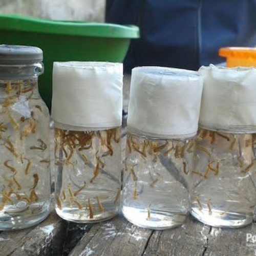 Dengue: setembro registrou cinco casos; 21 suspeitas aguardam resultados de exames