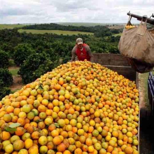Tarifaço de Trump no EUA pode gerar impacto de R$ 1,1 bilhão no setor de suco de laranja do Brasil