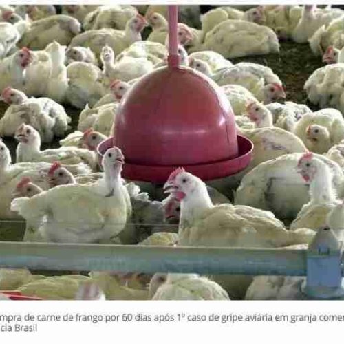 Importadores chinenes suspendem compras de carne de frango do Brasil por 60 dias