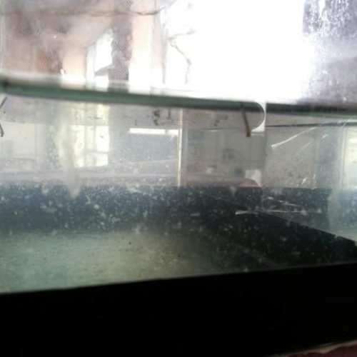 Dengue: agosto fechou com dois casos confirmados; agentes encontram larvas em trabalho de campo