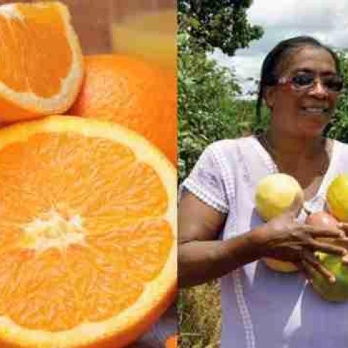 Embrapa: Inovação Tecnológica para Frutas Tropicais Brasileiras – mais produtividade e qualidade