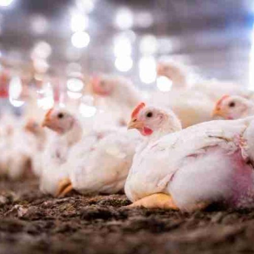 Queda nos preços da carne de frango pode chegar a 20% após caso de gripe aviária no RS
