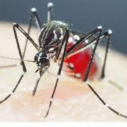 Governo de SP pretende decretar estado de emergência para dengue em todo território estadual