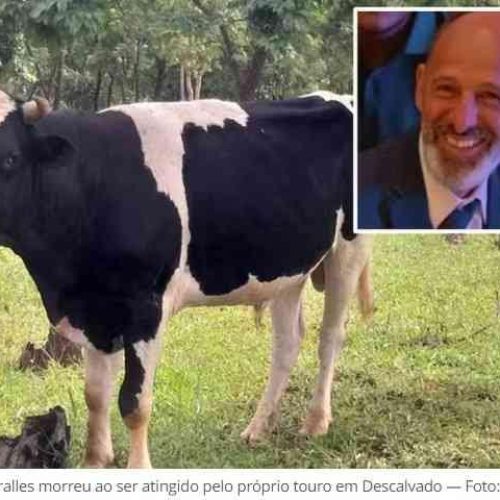Descalvado: aposentado morre após ser atacado por touro, no momento em que tratava do animal
