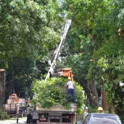 Software da USP promete revolucionar a poda de árvores urbanas