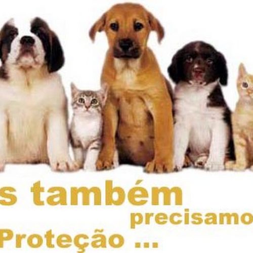 Câmara Municipal envia carta de apoio a Frente Parlamentar em Defesa dos Animais