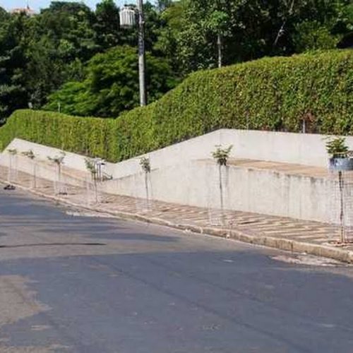 Divisão de Meio Ambiente segue com o Programa de Arborização Urbana