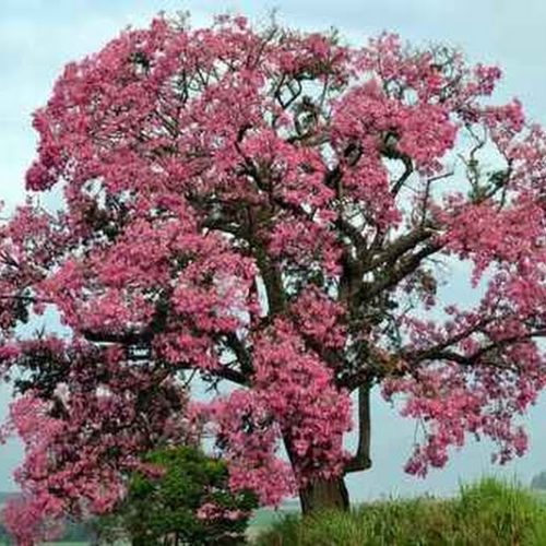 Paineiras atraem a atenção por suas belas florações
